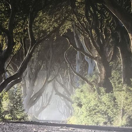 Dark Hedges Cottage Ballycastle Exteriér fotografie