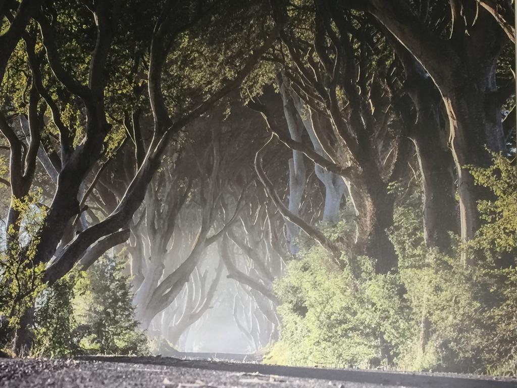 Dark Hedges Cottage Ballycastle Exteriér fotografie